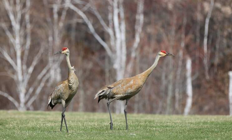 Sandhill Cranes