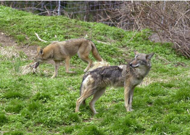 Coyotes