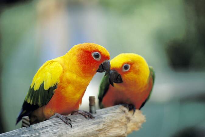 Lovebirds