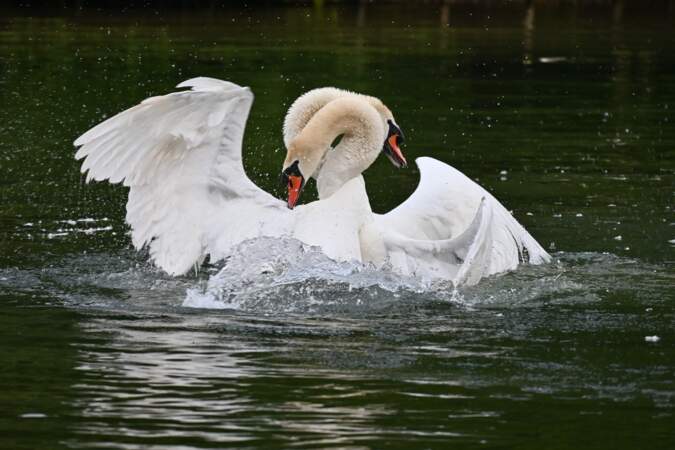 Swans