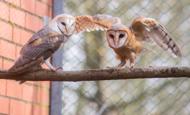 Barn Owls