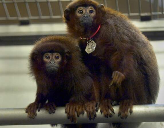 Titi Monkeys