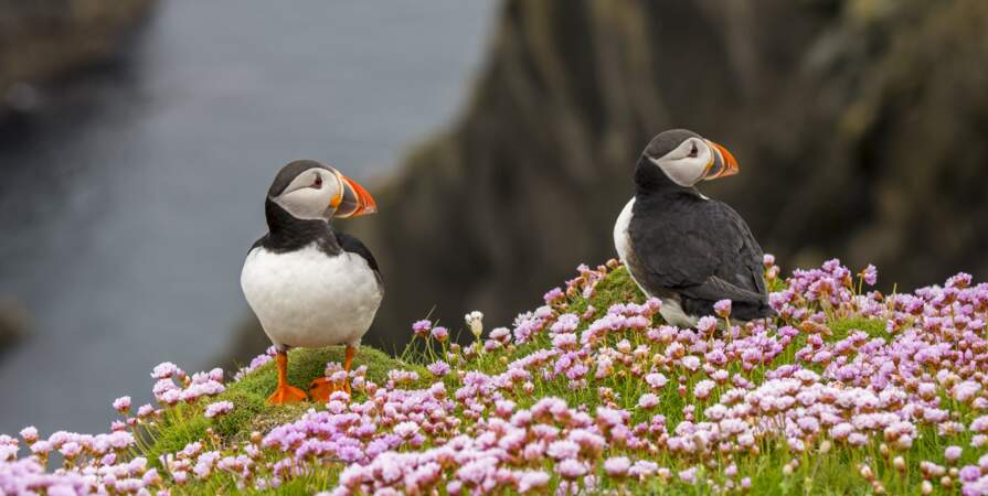 Atlantic Puffins