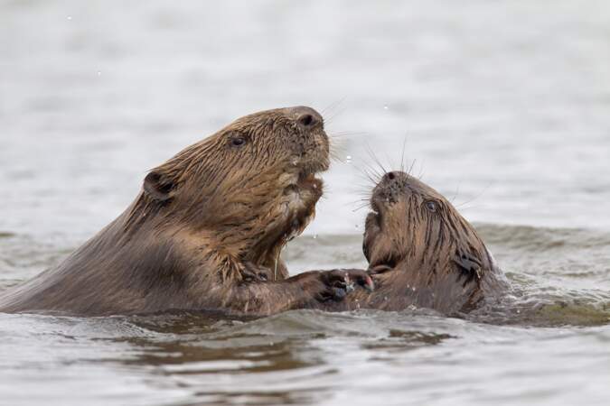 Eurasian Beavers 