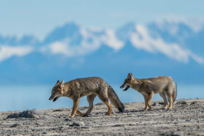 Gray Foxes