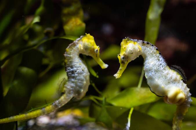 Seahorses