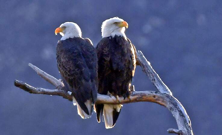 Bald Eagles