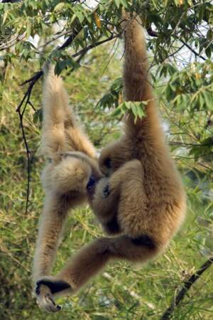 Gibbons 