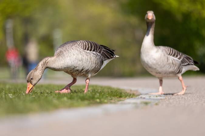 Geese