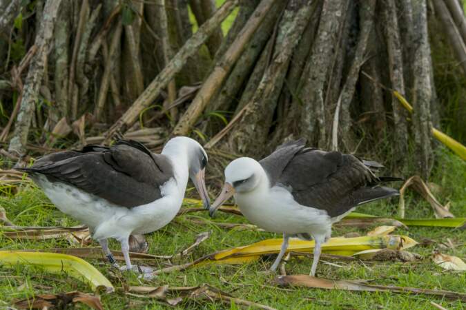 Albatrosses