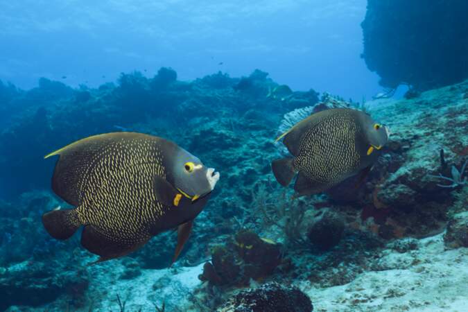 French Angelfish