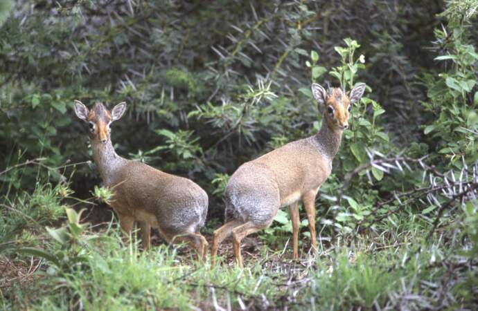 Dik-diks