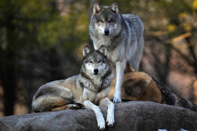 Gray Wolves