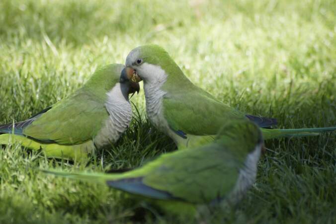 Monk Parakeets