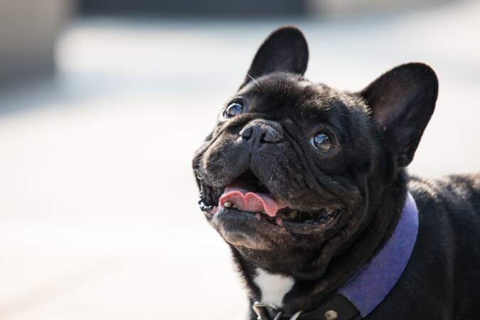 French Bulldog