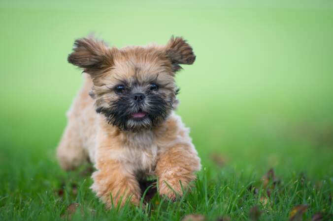 Shih Tzu