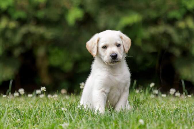 Labrador Retriever