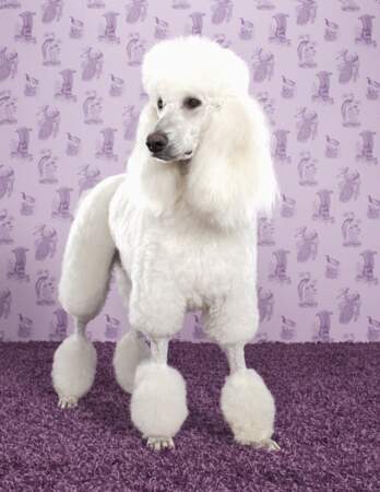 Poodle