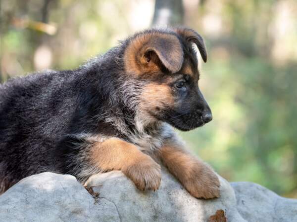 German Shepherd